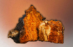 Chaga-Mushroom-Supports-Autophagy