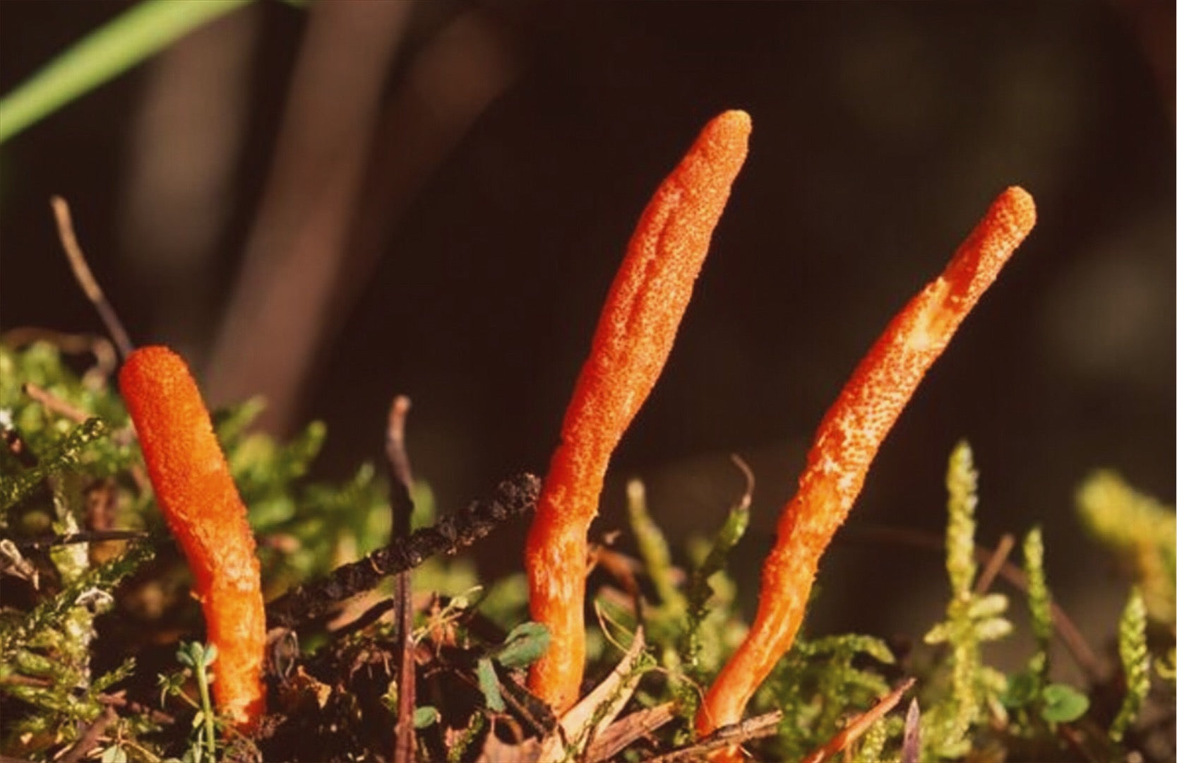 Cordyceps, blobfish, tardigrades, oh my!